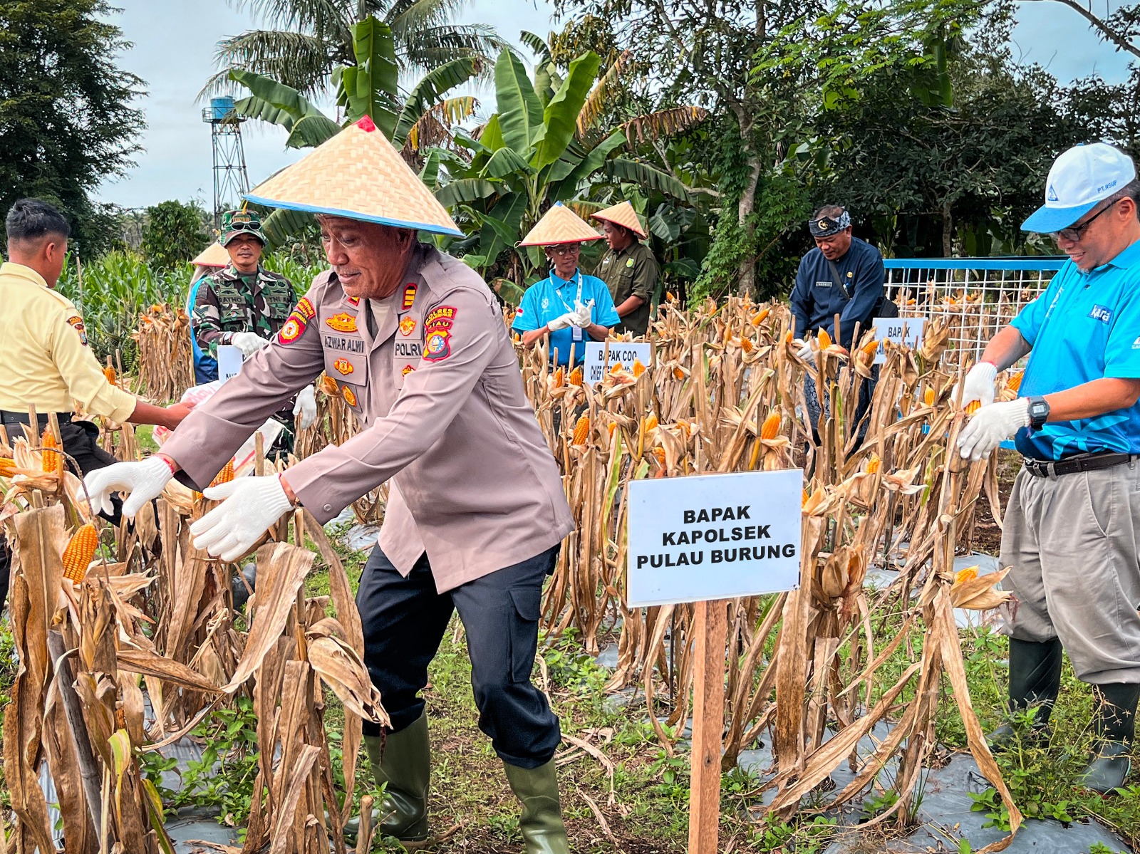 RSUP Panen Jagung Serentak 2 2025