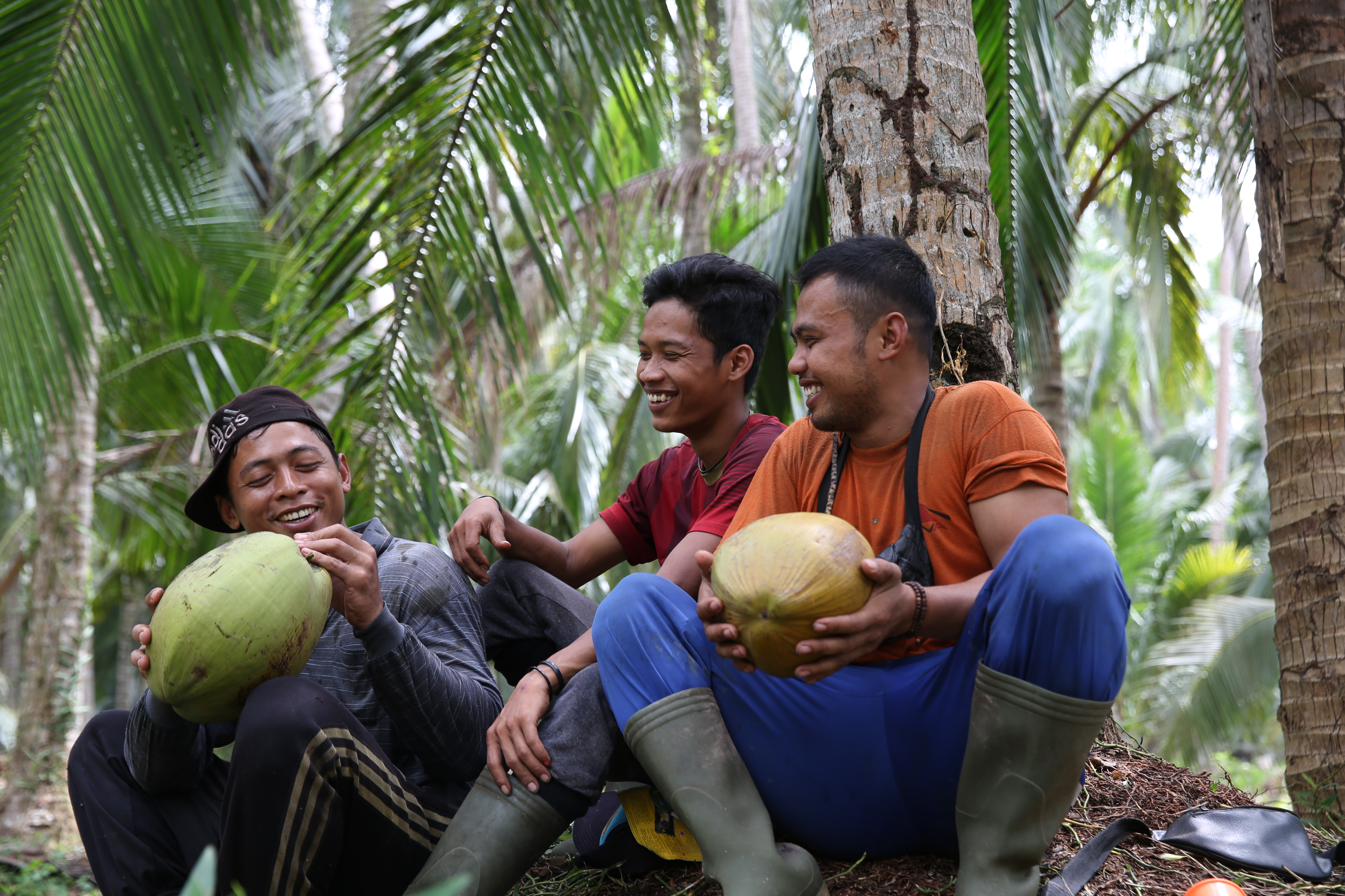 Ekspor Kelapa Indonesia Luar Biasa Berkat Perkebunan Rakyat